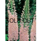 【本店にて11月発売予定】エレムルス　ピンク(1球入)