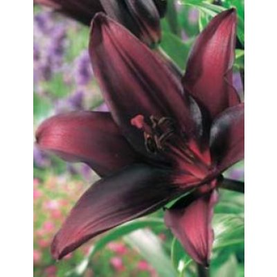 画像2: リリウム　シークレットキッス(2球入)
