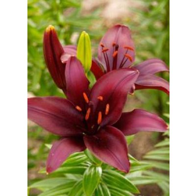 画像4: リリウム　シークレットキッス(2球入)