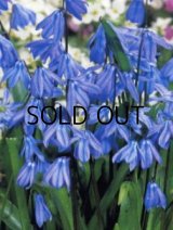 シラー シベリカ(5球入)