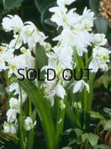 シラー シベリカ アルバ (5球入)