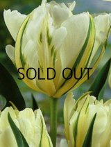 チューリップ ホワイトバレイ (4球入)