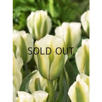画像2: チューリップ　スプリンググリーン (4球入)