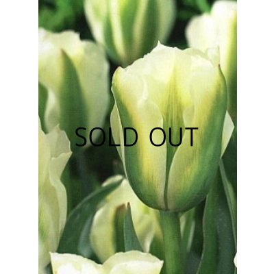 画像3: チューリップ　スプリンググリーン (4球入)