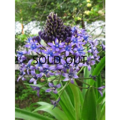 画像2: シラー　ぺルビアナ (1球入)