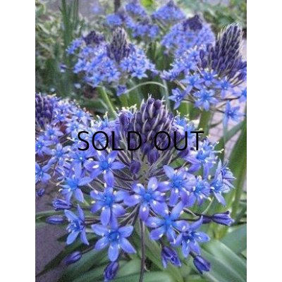 画像1: シラー　ぺルビアナ (1球入)