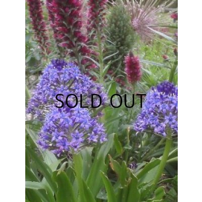 画像3: シラー　ぺルビアナ (1球入)