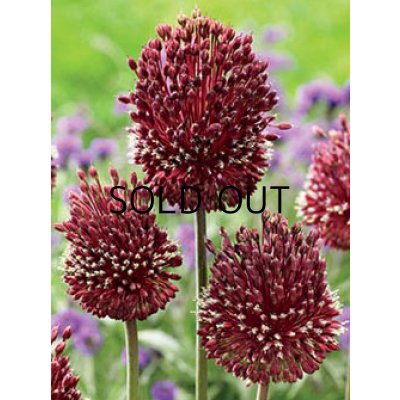 画像2: アリウム レッドモヒカン (1球入)