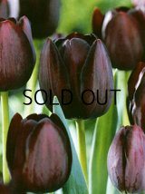 チューリップ クイーンオブナイト (4球入)