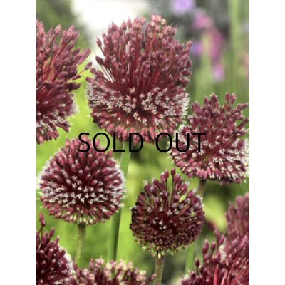 画像3: アリウム レッドモヒカン (1球入)