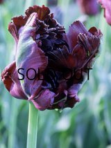 チューリップ ブラックパロット (3球入)