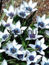 チューリップ フミリス アルボカエルレア オキュラータ (2球入)