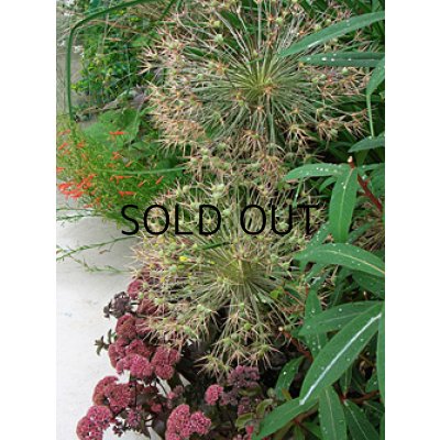 画像5: アリウム　クリストフィ (2球入)