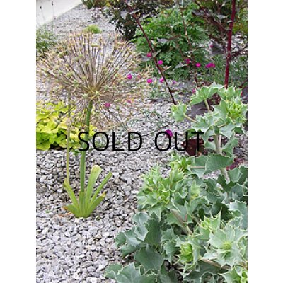 画像3: アリウム　クリストフィ (2球入)