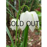 【本店にて9月下旬発売予定】】フリチラリア　メレアグリス　アフロディーテ (3球入)