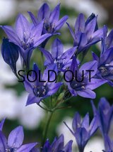 トリテレイア クイーンファビオラ (5球入)