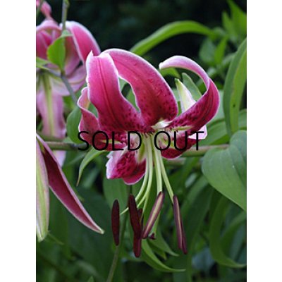 画像1: リリウム　ブラックビューティー (1球入)