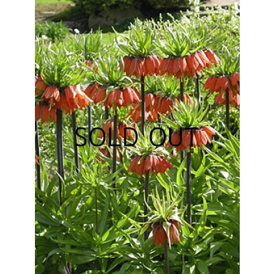 画像3: フリチラリア　インペリアリス　レッドビューティー　(1球入)