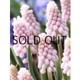 ムスカリ　ピンクサンライズ (2球入)