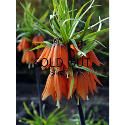 画像1: フリチラリア　インペリアリス　レッドビューティー　(1球入)