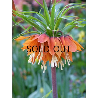 画像2: フリチラリア　インペリアリス　レッドビューティー　(1球入)