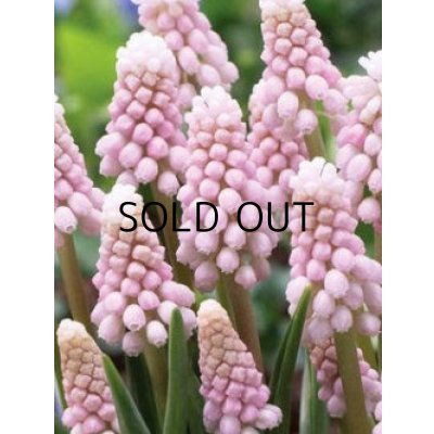 画像2: ムスカリ　ピンクサンライズ (2球入)