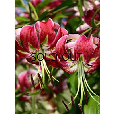 画像2: リリウム　ブラックビューティー (1球入)