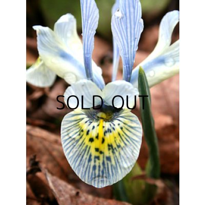 画像2: イリス　キャサリン　ホジキン (5球入)