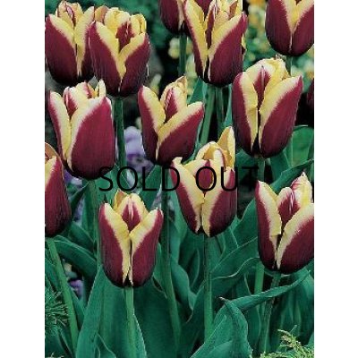 画像2: チューリップ　ガボタ (4球入)