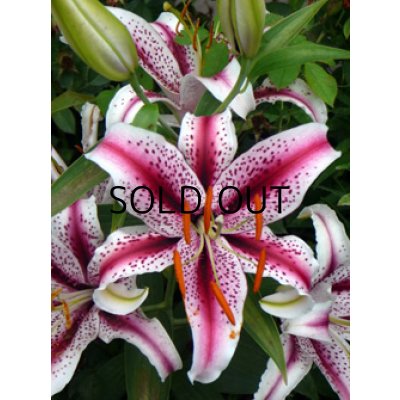 画像2: リリウム　ディジー (1球入)