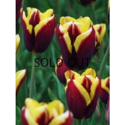 画像3: チューリップ　ガボタ (4球入)