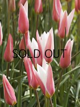 チューリップ クルシアナ レディージェーン (5球入)