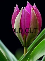 チューリップ フミリス ペルシャンパール (5球入)