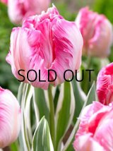 斑入りチューリップ エルセンブルグ(4球入)