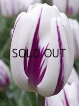 チューリップ フレーミングフラッグ (4球入)