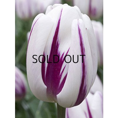 画像1: チューリップ　フレーミングフラッグ　(4球入)
