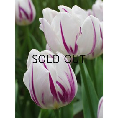 画像2: チューリップ　フレーミングフラッグ　(4球入)