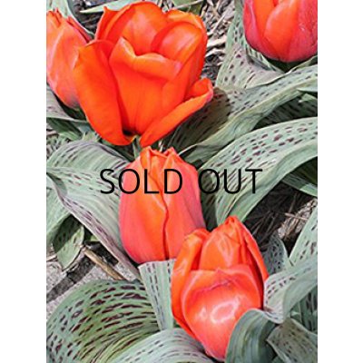 画像1: チューリップ　ジャイアントオレンジサンライズ　(2球入)