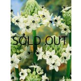 オーニソガラム アラビクム (1球入)