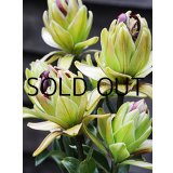 リリウム　ミステリードリーム(2球入)