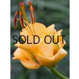 リリウム　アプリコットファッジ(2球入)