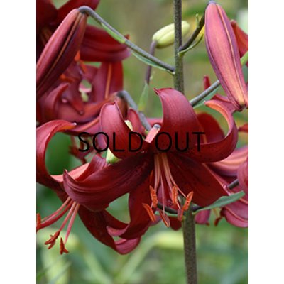 画像2: リリウム　レッドベルベット (2球入)