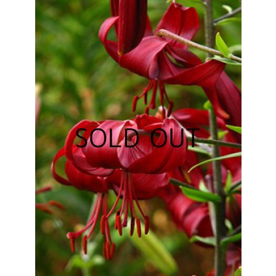 画像1: リリウム　レッドベルベット (2球入)