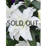 リリウム　マイウェディング (1球入)