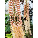 【本店にて11月発売予定】エレムルス　クレオパトラ (1球入)