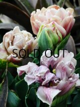 チューリップ ラ・ベルエポック (2球入)