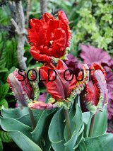 チューリップ ロココ (3球入)