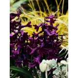 ヒヤシンス　ウッドストック（2球入）