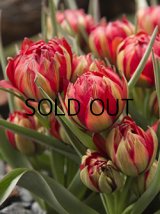 チューリップ フミリス サマンサ(4球入)