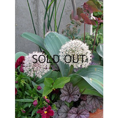 画像2: アリウム カラタビエンセ (2球入)